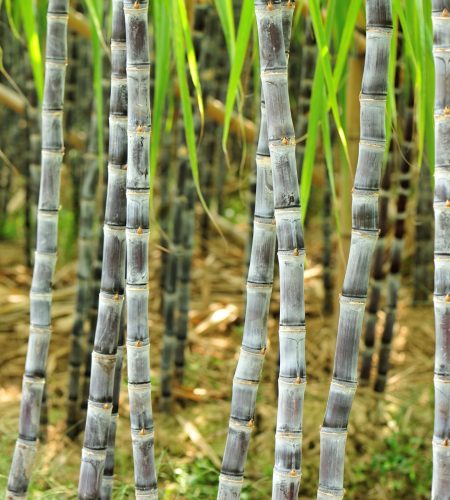 sugar cane